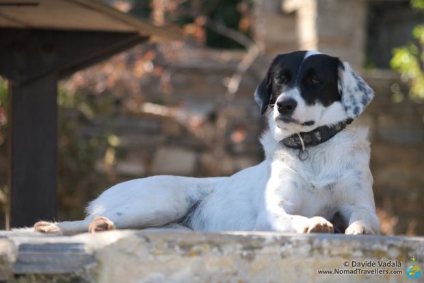 One of the furry guests in Delenia