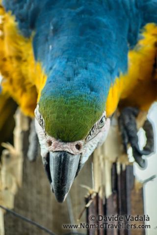 The scaring look of Tardu