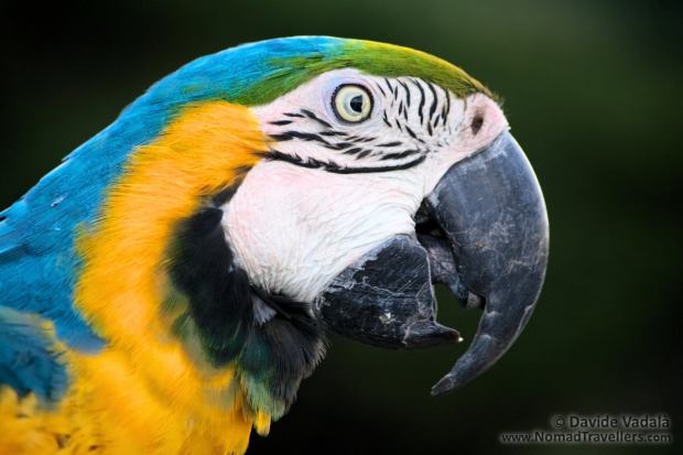 Tardu, the parrot we were pet-sitting