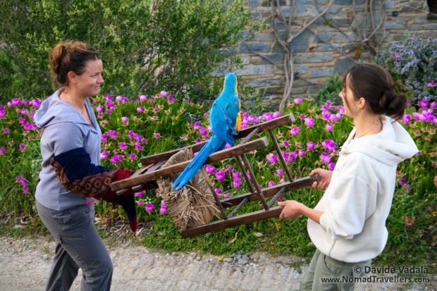 Karen and Oti testing a new strategy to avoid geting bitten by the grumpy Tardu