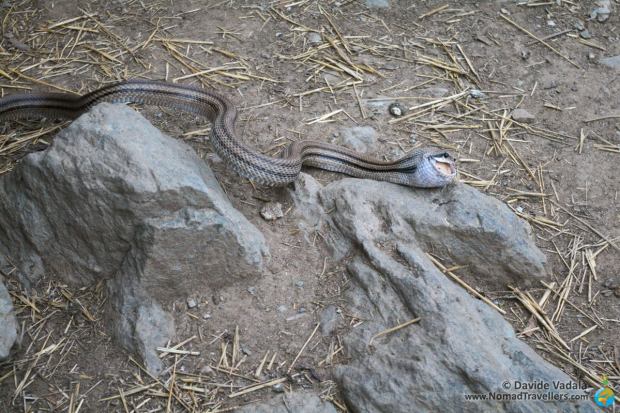 The snake running away with an egg in his mouth