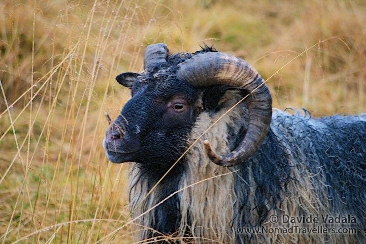 An original adult male sheep from Stonehenge breed