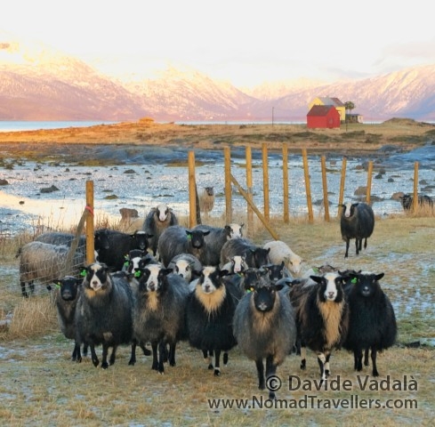 Herd of sheep injoying their backyard