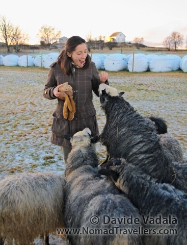 Playing with some funny, friendly sheep