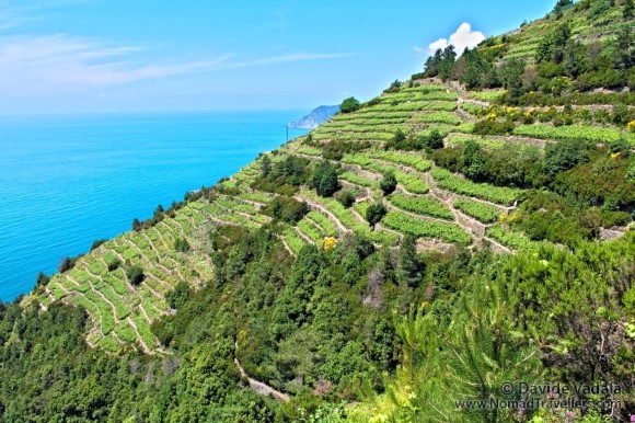 Vineyards in Cinque Terre