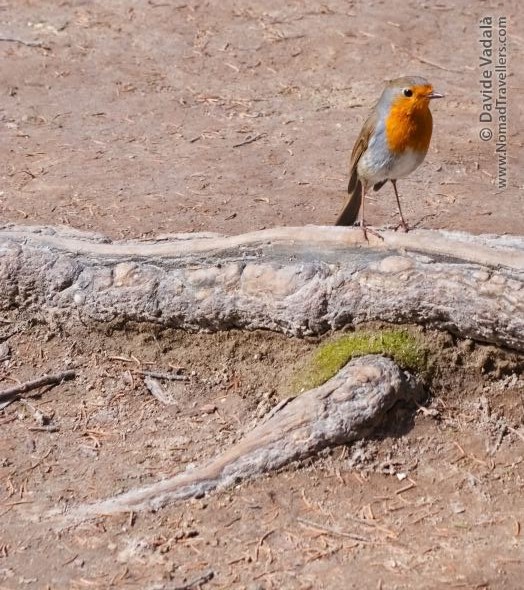 A European Robin bird in Plitvice Lakes National Park