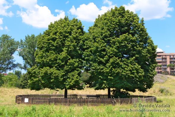 Twin trees in Aniene Valley nature reserve