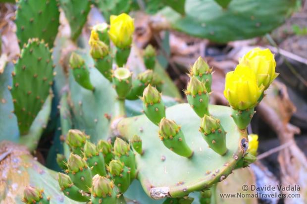 Cactus Flowers (Prickly pears)