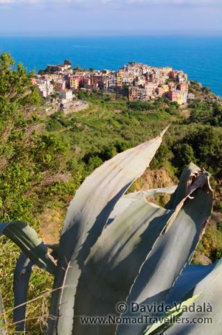 Corniglia behind an Agave