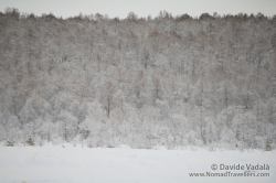 Trees covered in fresh snow while hitchhiking in Norway