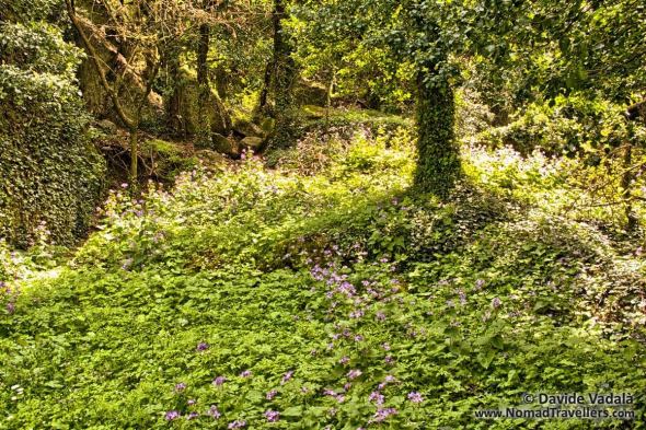 Hiking path and vegetation in Meteora