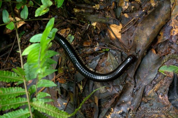 Huge jungle millipedes slowly crossing the trail