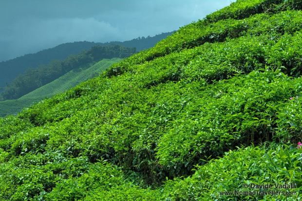 The inspiring electric-green tea leaves