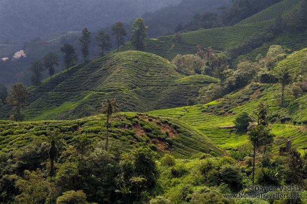 The tea plantations strech as far as the eye can see