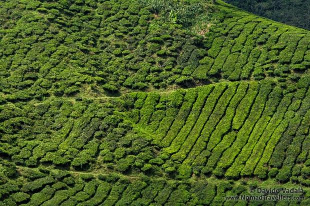 Famous Malaysian Tea Plantation