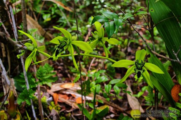 Black Orchid in Kersik Luway National Park