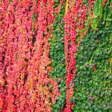 Coulours contrast: ivy on the wall - Nomad Travellers